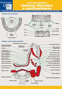 Anatomia humana sistema dixestivo e xenitourinario