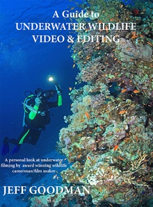 A Guide to Underwater Wildlife Video & Editing